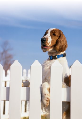 PetSafe KeepSafe Break-Away Collar, Prevent Collar Accidents for your Dog or Puppy, Improve Safety, Compatible with Lead Use, Adjustable Sizes PetSafe KeepSafe Break-Away Collar, Prevent Collar Accidents for your Dog or Puppy, Improve Safety, Compatible with Lead Use, Adjustable Sizes