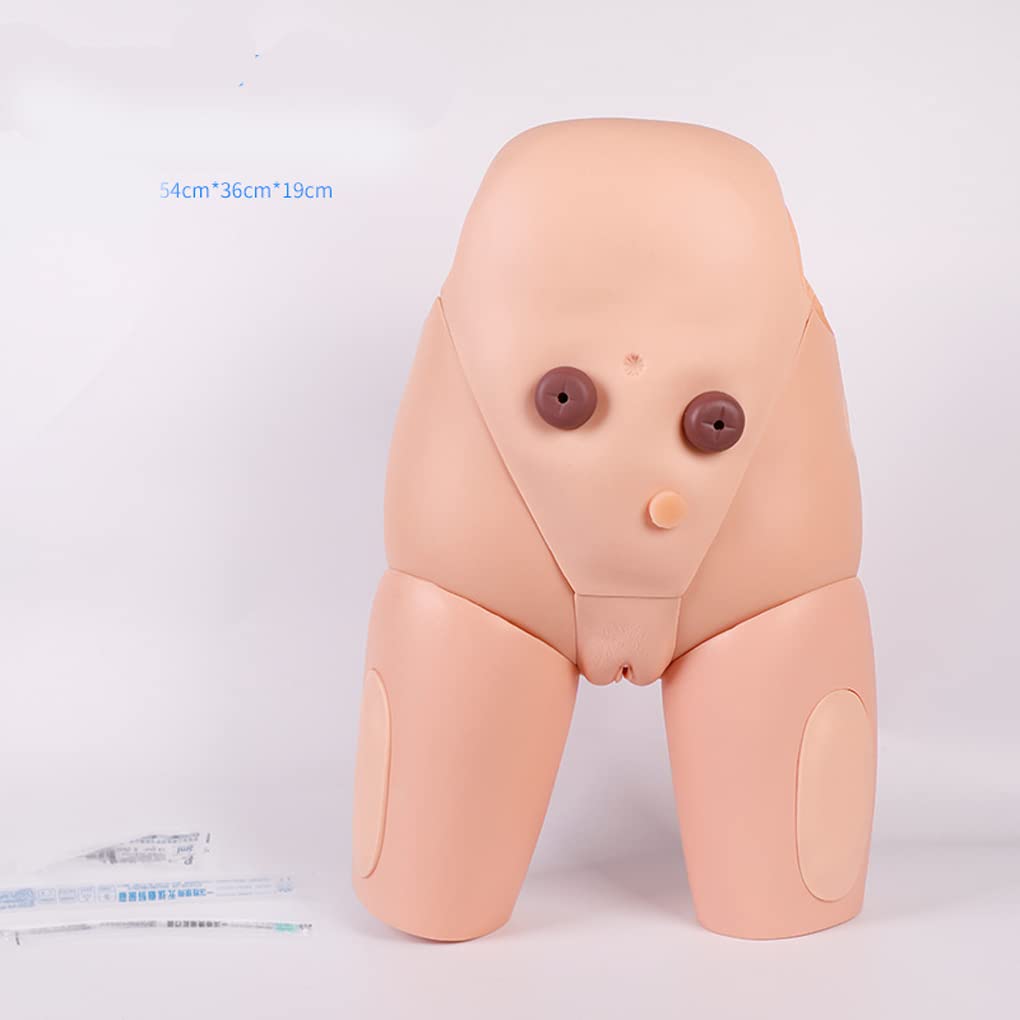 Modèle de cathétérisme Interchangeable Masculin et féminin 55 x 38 x 20 cm pour cathétérisme urinaire de poupée pour Mannequin de simulateur Interchangeable d'allaitement