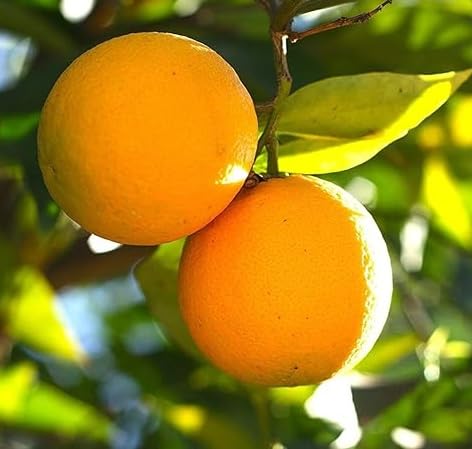 OpLeaves - Fuits Healthy Plant (Oranges Healthy Live Plant) (B0D325DMS5) Amazon Price History, Amazon Price Tracker