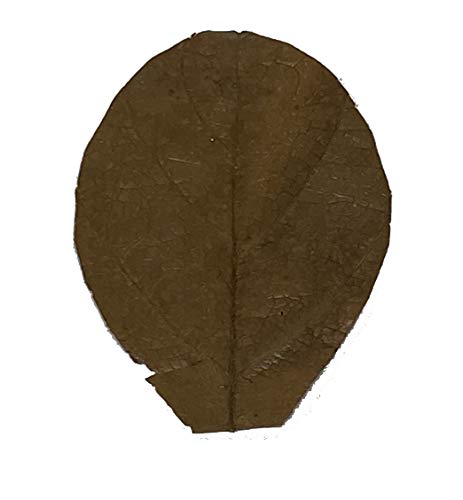 Image of Awesome Aquatic Shrimp & Betta Leaves Catappa /Indian Almond, Dadap, Mulberry Natural Habitat Tannin Producing Improves Immunity Easy to USE (Catappa Mini 2 in 25 Pk) | Natural Catappa Indian almond leaves for bettas, shrimp & fish. Releases tannins for blackwater aquariums and habitats.