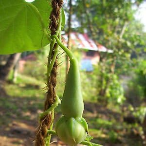 ARLO Rare Vegetable Seeds - " CLOVE BEAN " Nithya Vazhuthana vegetable seeds - 5 Seeds