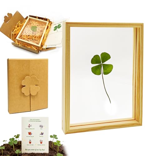 Include biglietto d'auguri: include un biglietto personalizzato (quadrifoglio) che il destinatario può mettere nel terreno e nell'acqua per far crescere nuovi trifogli. Lo sbocciare di una nuova vita, questo dono è dotato di una duratura continuità emotiva e porta fortuna.
