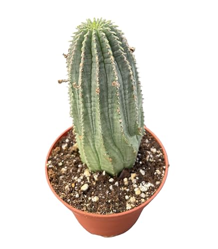 Sprout N Green Euphorbia obesa Hybrid, Live Cactus Plant Fully