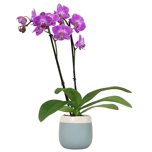 Premium Purple Live Orchid Plant Blooming in 3.5" Blue &