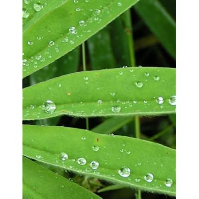 The Lord's Bounty: Kentucky Wilding: Top 200 Medicinal Plants In Kentucky