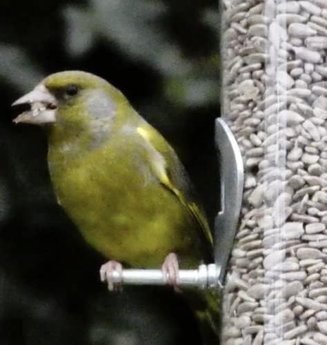 Maltbys' Stores 1904 Limited Sunflower Hearts 5kg Premium Wild Bird Food Seed