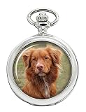 Nova Scotia Duck Tolling Retriever Full Hunter orologio da tasca