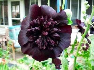 Miniatura 9 de Semillas Black Double Hollyhock 30+ Semillas para cultivar Alcea Rosea Hollyhock Nigra Stock Rose Escalada Flor Perenne