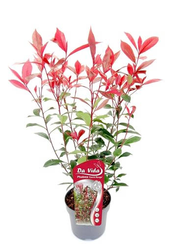 Glanzmispel Photinia fraseri \'Carré Rouge\' 40-60 cm – Besonders Roter Austrieb, Winterhart & Immergrün – Perfekt für Hecken & Garten Glanzmispel Photinia fraseri \'Carré Rouge\' 40-60 cm – Besonders Roter Austrieb, Winterhart & Immergrün – Perfekt für Hecken & Garten