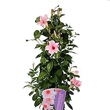 Dipladenia Natural Color Rosa Maceta de 1,5L - Planta Arbustiva de Exterior