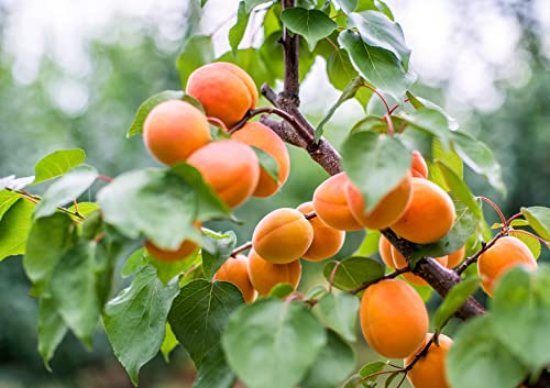 Dried Apricots, 2 Pounds – Non-Gmo Verified, Kosher, Vegan, Bulk, Product Of Turkey #TOP7