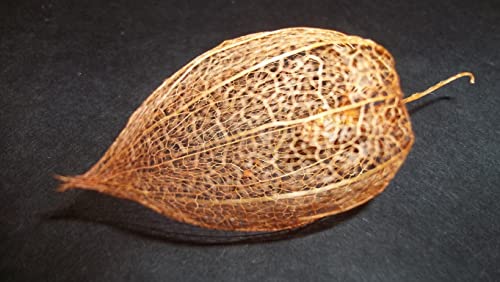 ReWood Products, LLC Dried Physalis Chinese Lantern Seed Pod Skeletons, Quantity of Three (3), for Crafts & Arrangements - Thumbnail 2