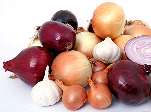 Nika Seeds - Vegetable Onion Rainbow Mix Neutral - 500 Seeds #TOP6