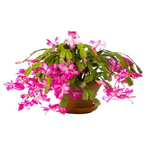 Christmas Cactus - 'Purple Dancer' - 1 x Large + Well Developed Plant in 1 Litre Pot - Stunning Plant + Ready Now Cover