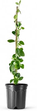 Coral Honeysuckle | 1 Large Trade Gallon Size Plant | Lonicera Sempervirens | Attracts Hummingbirds, Red Trumpet Flowers, Fast Growing, Garden Climbing Vines, Low Maintenance, Long Blooming Season