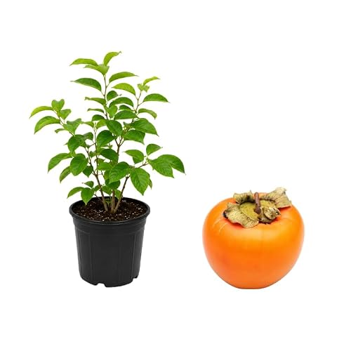 American Persimmon Tree Live Plant in Quart Pot, 8-12" Tall, Fast Growing Persimmon Plant Live, Cold Hardy Perennials Fruit Tree, Ideal for Backyard Gardens