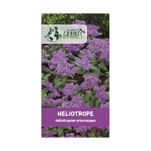 100 graines de HELIOTROPE- Heliotropium arborescens - PLANTE VIVACE odeur VANILLE