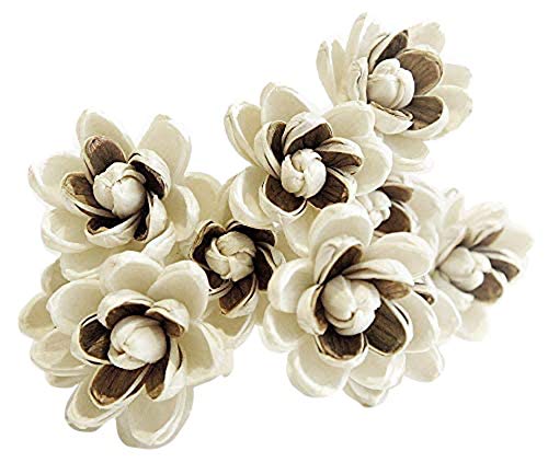 10 Magnolia 2 Tone Design Sola Flower for Aroma Diffuser by Plawanature