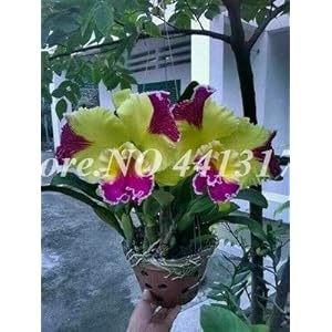 Pinkdose 100 stks/zak Gemengde Orchidee Heirloom Tectorum Bonsai Indoor Sier Orquidea Bloem ZadenPlant voor Tuin Potbloeiende Plant: 23