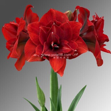 (2 pieces/lot),Amaryllis bulbs, Hippeastrum bulbs, barbadoslily bulbs, 2-5 cm in diameter,100% sprouting,(Blue ocean)