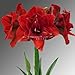 (2 pieces/lot),Amaryllis bulbs, Hippeastrum bulbs, barbadoslily bulbs, 2-5 cm in diameter,100% sprouting,(Blue ocean)