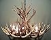 REAL ANTLER CHANDELIER, WHITETAIL & MULE DEER COMBO, 12 ANTLERS, 4 LIGHTS, SHED ANTLER ART, ELK COVERED SOCKETS HANDMADE 23