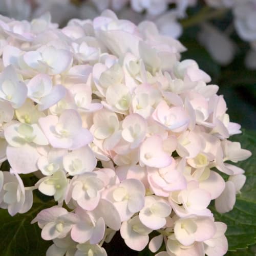 Endless Summer® Blushing Bride® Hydrangea ~ Hydrangea macrophylla \'Blushing Bride\' PP17,169, 3 Gallon