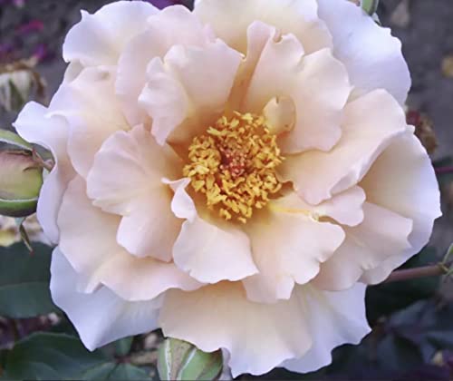 'Julia's Rose' Potted Rose - Beautiful Unusual Dusky Pink Blooms - Hybrid Tea Rose - Lovely Gift Idea- 4 Litre Pot