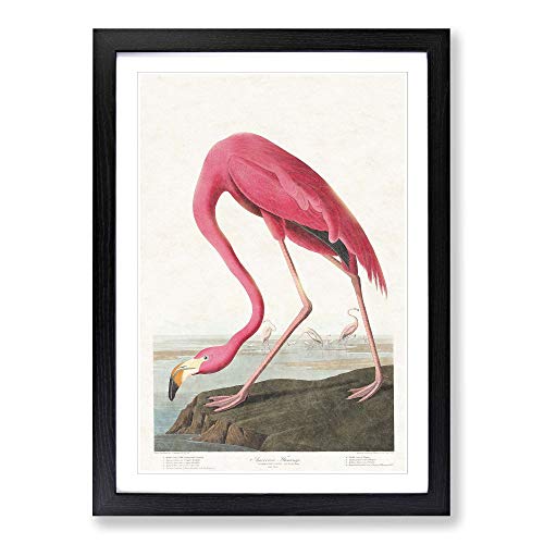 Image of Pink Flamingo by John James Audubon Framed Wall Art Print A2 Black