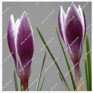 10: 100 Pieces Saffron Seeds, Saffron Flower Seeds, Saffron Crocus Seeds, Garden Flower Plant, Bonsai Balcony Flower Plants: Only Seeds
