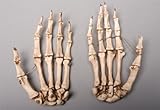 Skeletons And More SM376DRA Aged Right Skeleton Hand