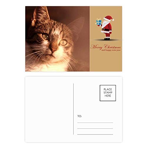 Cartes postales chat de Noël Simpol Shoot pour partager de la tendresse en lot
