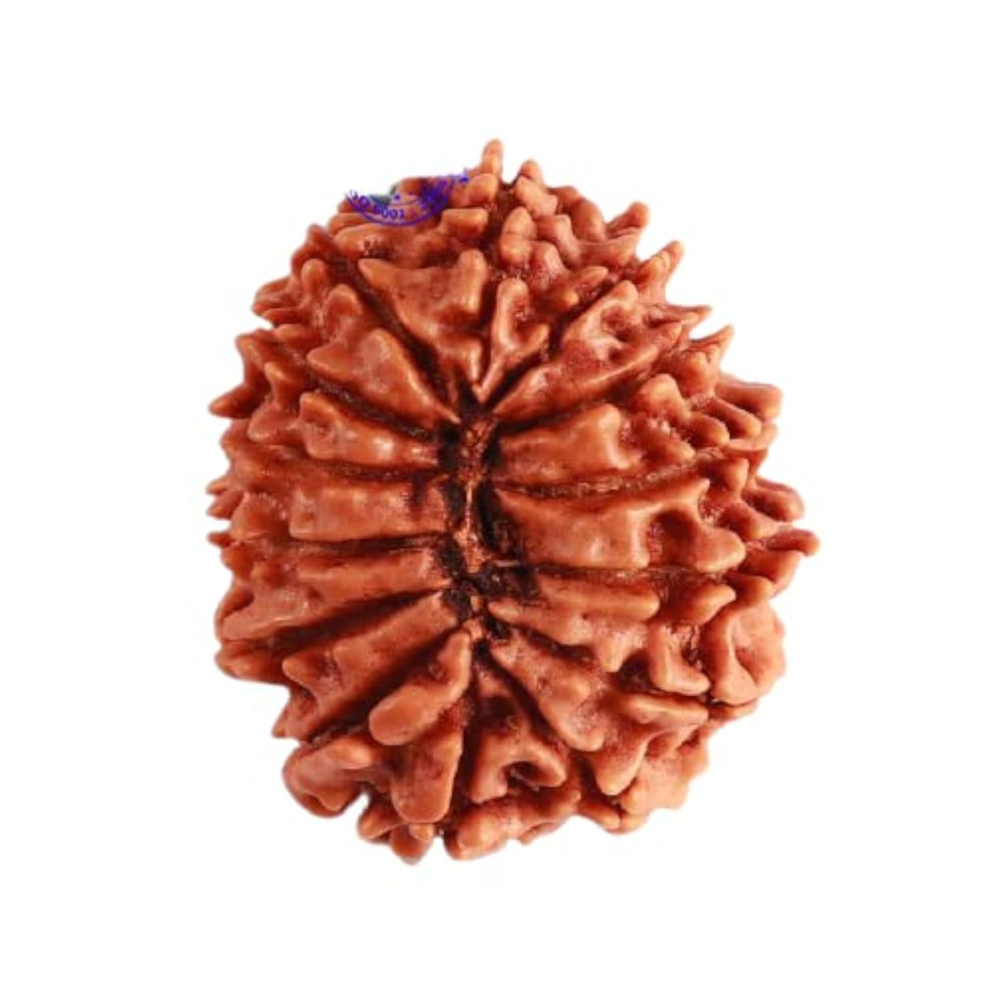 Nepalese Brown Beads Size 14 Mukhi Rudraksha Certified