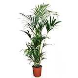 Mide unos 140-150cm. Howea Forsteriana Palmera de Interior muy Grande
