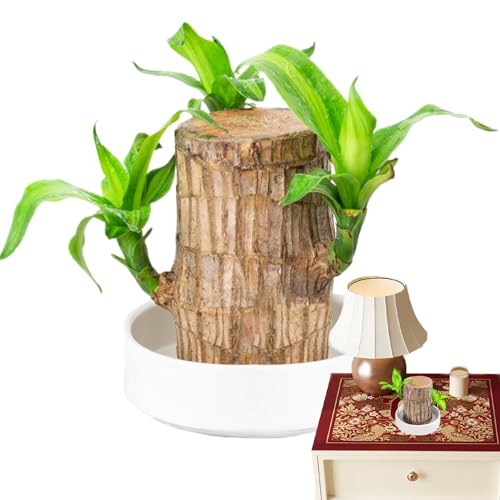 zjhukfmc Planta De Madera Brasileña | Madera de la Suerte - Adorno de la Suerte en Maceta para Escritorio Purificador de Aire Interior para Balcón Mesa Regalo de Cumpleaños Sala Trabajo Apartamento