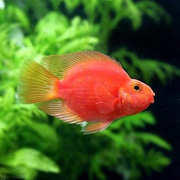 Amazon 熱帯魚 キングコングパロットファイヤー ｓサイズ １匹 北海道航空便要保温 Charm チャーム 観賞魚 水中生物 通販