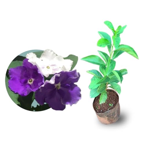 Muda de Mancacá de Cheiro Ideal Para Plantar em Jardim e Calçada