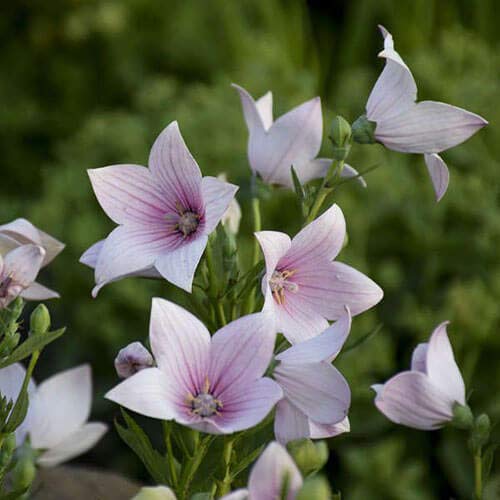 Cemeha Seeds - Canterbury Bells Mix Cup And Saucer Giant Biennial Flowers For Planting #TOP7