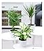 Produktbild BALDUR Garten | 3er-Mix Luftreinigende Zimmerpflanzen 'Classic' | Bergpalme, Chamaedorea, Dracena je 1 Pflanze, Grünpflanzen, mehrjährig - frostfrei halten