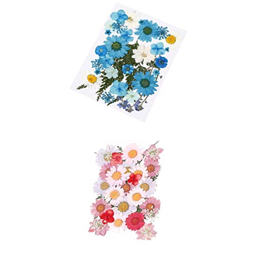 AMLESO 2 pacotes de flores secas reais para artesanato