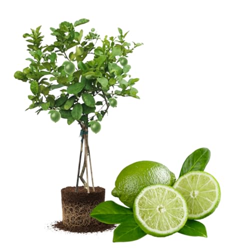 Seedless Lime Plant Live Lime Fruit Tree 3 Feet Tall in 5 Gallon Pot for Indoor or Outdoor
