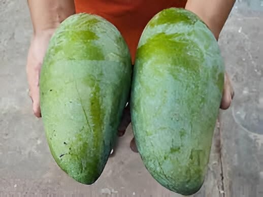 Image of Healthy Delicious Live Hybrid FrashKing 4KG Mango''Fruit Tree Plant || For Home Garden Outdoor indoor plant.