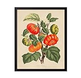 Poster Master Vintage Tomato Print - Retro Botanical Poster - Fruit Art - Garden Wall Design - Gift for Men & Women - Aesthetic Decor for Office, Living Room or Kitchen - 8x10 Black Framed