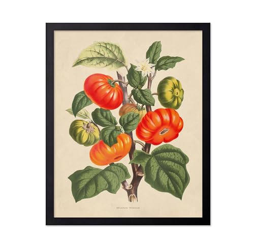 Poster Master Vintage Tomato Print - Retro Botanical Poster - Fruit Art - Garden Wall Design - Gift for Men & Women - Aesthetic Decor for Office, Living Room or Kitchen - 8x10 Black Framed