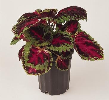 Coleus Kong Red 100 Seeds