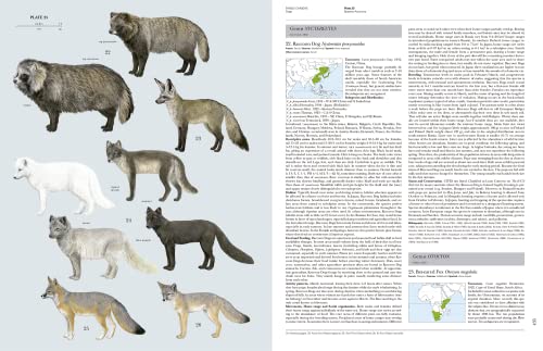 Handbook of Mammals of the World, Vol. 1: Carnivores - Image 10