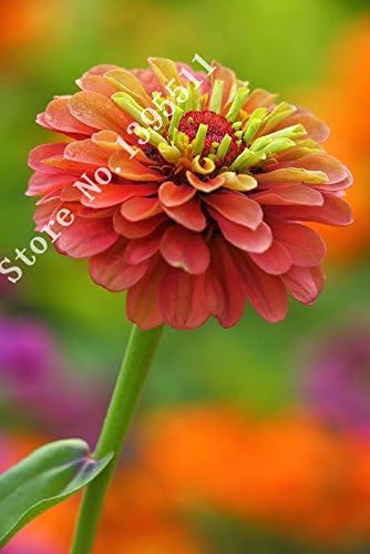 Amazon Co Jp バニラの種子食用ミント種子ペパーミント種子50個 パックの庭の装飾盆栽の花の種 Diy 工具 ガーデン