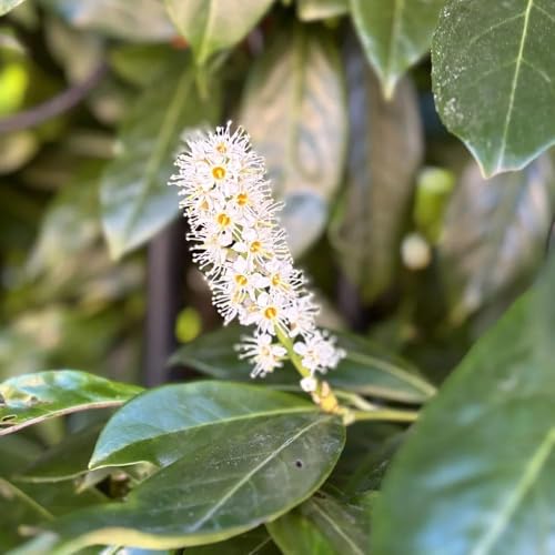 Semillas de laurel cereza - semillas orgánicas - Serie de raras jardín interior silvestres Laurel cerezo balcón con 200pcs