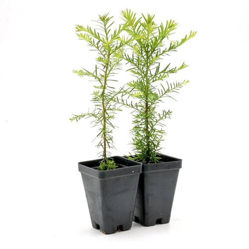 2 Coastal Redwoods (Sequoia sempervirens) – Tall Evergreen Conifer with Soft, Dense Needled Foliage | 2.5” Nursery Cubes, Ready-to-Plant Live Starter Plants