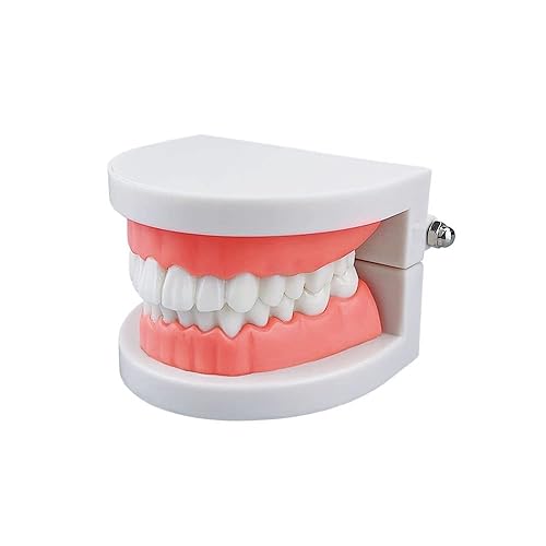 Miniatura 5 de YOUYA DENTAL - Modelo de dientes estándar suministros de estudio de enseñanza dental para niños modelo estándar de dientes de demostración tipodont